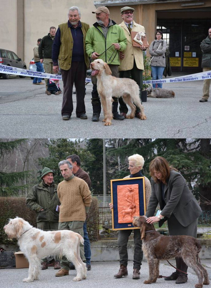 Manifestazione - Club Italiano Spinoni